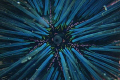   Close madreporite Spiny Urchin.Photo taken Isabela Island Galapagos Islands Urchin. Urchin  